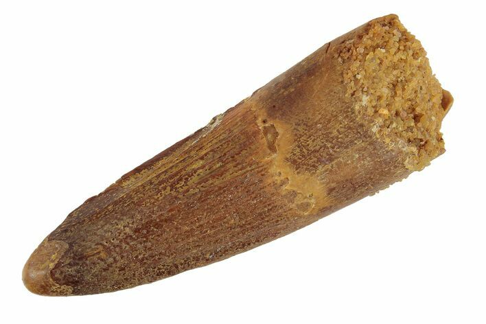 Spinosaurus Tooth - Real Dinosaur Tooth #189463